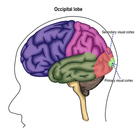 Occipital Lobe: Function, Location, and Structure