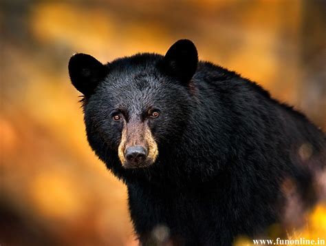 It was “Bear Week” in Yellowstone fall of 2007! Description from backcountrygallery.com. I ...