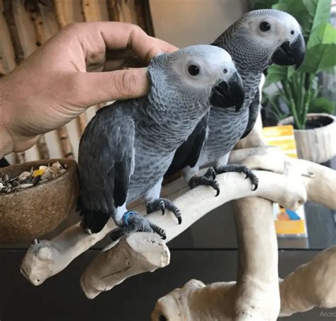 African grey parrot care - African Grey Parrot