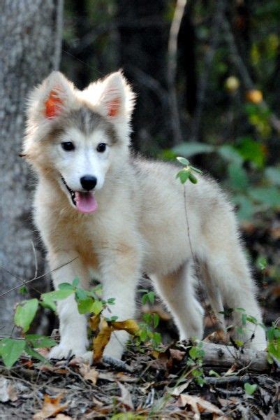 Tamaskan Puppies | Tamaskan puppies, Tamaskan dog, Puppies