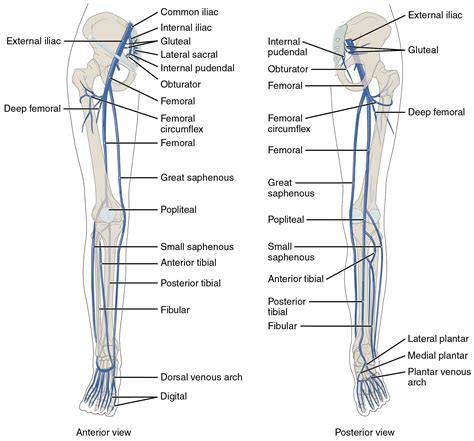 FINALLY WHAT I HAVE BEEN LOOKING FOR!!!! nerves of the lower limb diagram BLOCK II | Anatomy and ...