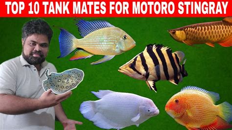 Top 10 Best Tank Mates For Motoro Stingray | Motoro Stingray ...