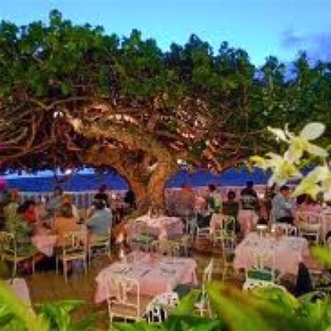 Hau Tree Lanai ~Sans Souci Beach, Ohau, HI | Honolulu restaurants, Lanai, Hawaii travel