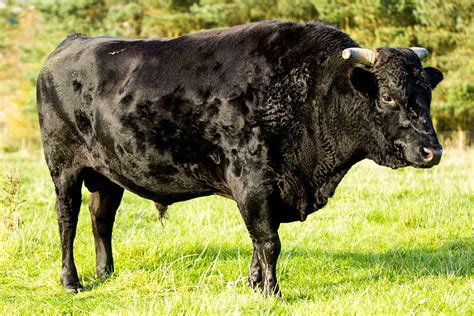 Wagyu cattle UK| Northumbrian Wagyu is one of Great Britain's Leading retailer of Pure and Full ...