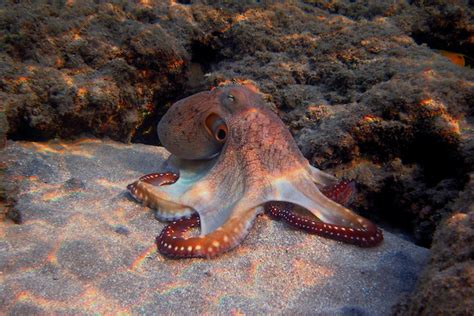 100+ Cute And Famous Octopus Names - Cute Names For An Octopus