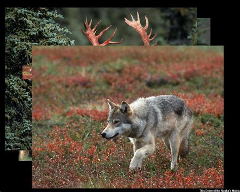 Alaska Wildlife Screensavers | Alaska wildlife, Wildlife, Alaska
