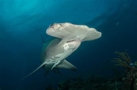 How Many Teeth Does A Hammerhead Shark Have - Teeth Tribune