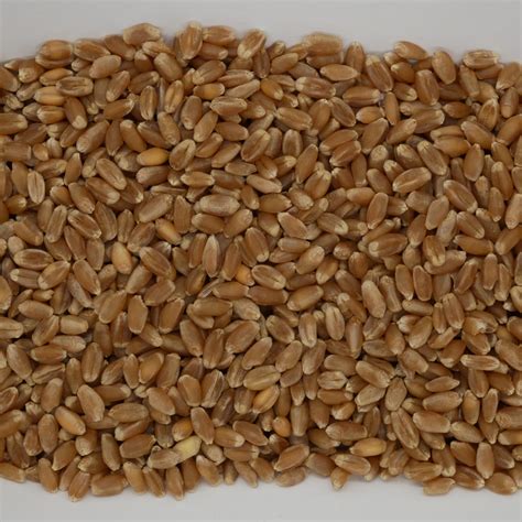 Sun Organic Farm: Organic Wheat Berries, Hard Red Winter