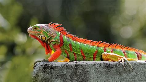 Huge Iguana Bite