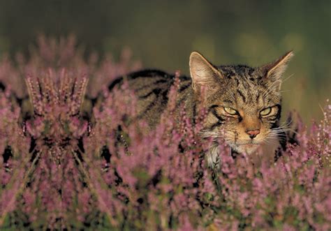 About Us - Scottish Wildcat Action