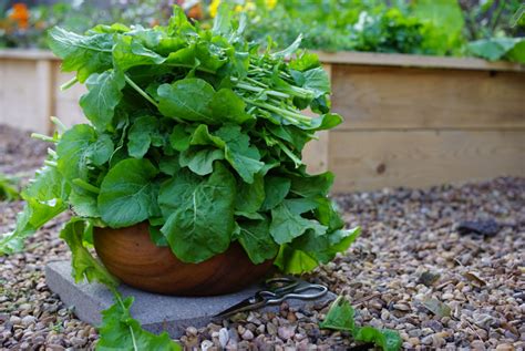 The Many Benefits of Growing Arugula in Your Garden