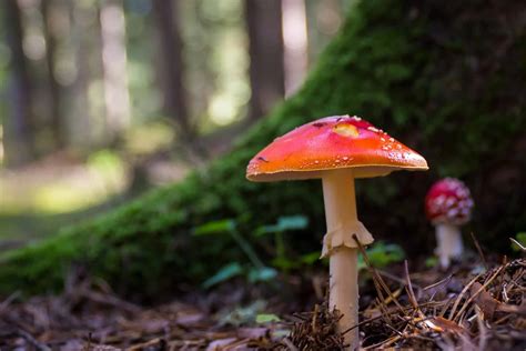 Poisonous Mushrooms that Look Like Morels - Mushroom Health Guide