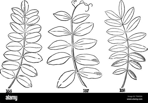 A picture of Pinnate leaf which are compound leaf that are attached to the stem and is divided ...