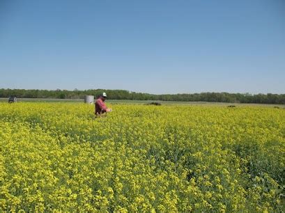 Organic Canola Production in NC | NC State Extension