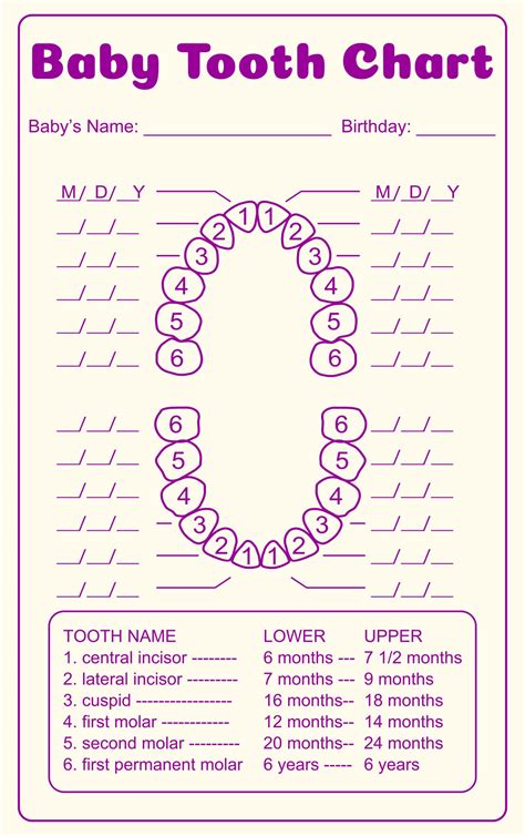 Tooth Chart Full Sheet - 15 Free PDF Printables | Printablee