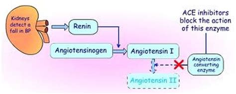 How Lisinopril and ACE Inhibitors Work - How to ACE HBP