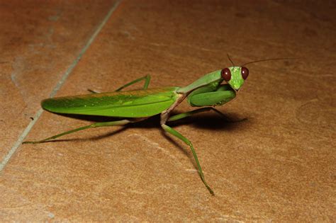 Praying Mantis with red eyes | This handsome mantis, about 1… | Flickr