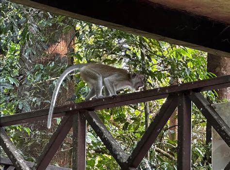 Exploring Taman Negara (National Park) - Day 2 - Tim & Gerri's Wild Ride