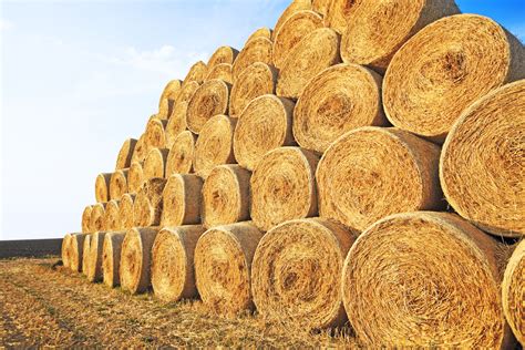 Hay Supply Favorable In Wisconsin - The Farm