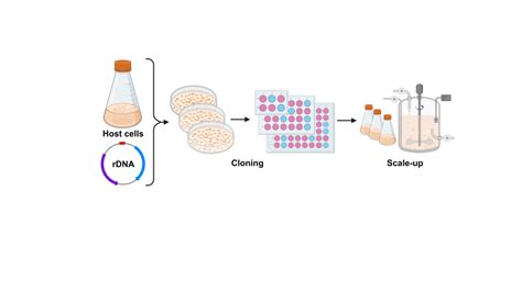 Cell line development