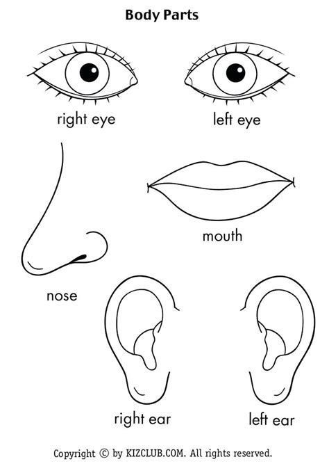 Human Body Parts Drawing at GetDrawings | Free download