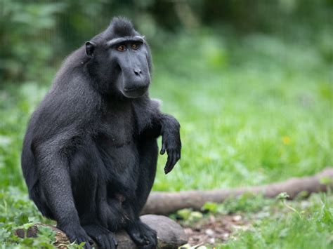 Emerald Park | Sulawesi Crested Macaque | Theme Park & Zoo