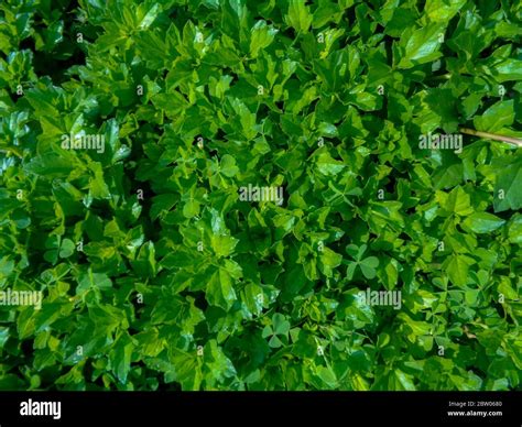 Green leaf background texture close-up Stock Photo - Alamy