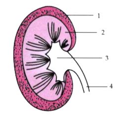 Given below is a simple diagram of the human kidney cut open longitudi