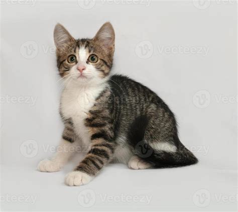 Striped and white kitten sitting on gray 715487 Stock Photo at Vecteezy