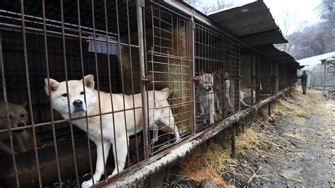 South Korean Court Ruling May Pave Way to Ban Eating Dog Meat