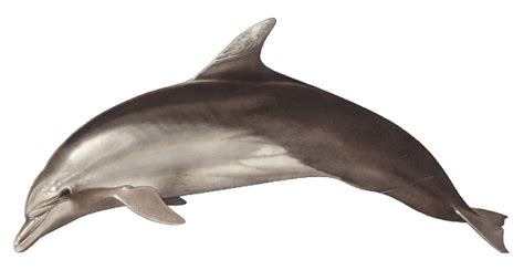 bottlenose dolphins Archives | Taras Oceanographic Foundation