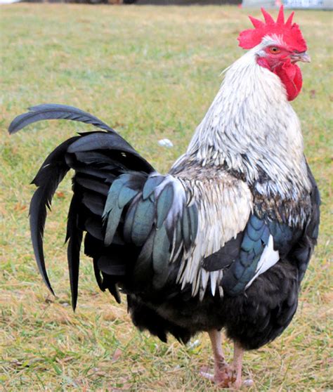 Dorking Chicken: Origin, Characteristics, Uses, Photo