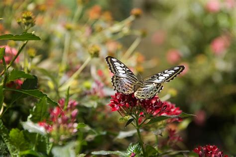 The Butterfly Pavilion at the Natural History Museum is so dreamy | DC ...