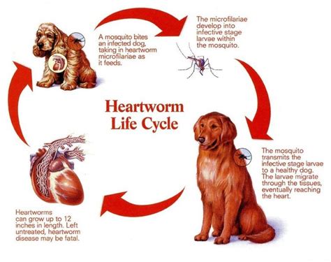 Dog Congestive Heart Failure When to Put Down | Pets Haunt