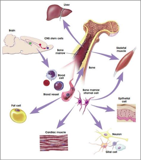 Stem Cells- Definition, Properties, Types, Uses, Challenges