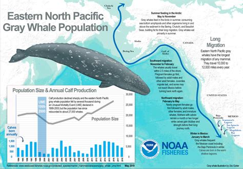 Whale Migration California 2024 - Tess Abigail