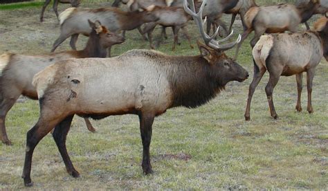 RMEF Shells Out $180,000 To Aid Elk Migration Research