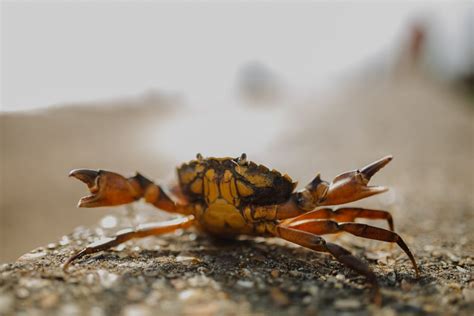 Mitten Crab Invades German Woman's Home - Oddee