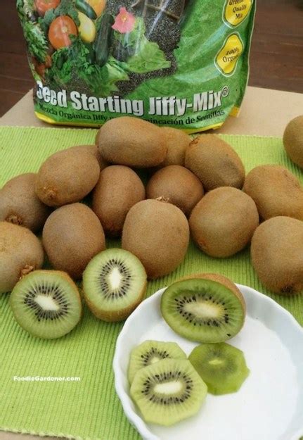 How to Grow Kiwi From Store Bought Kiwi Fruit! | The Foodie Gardener™