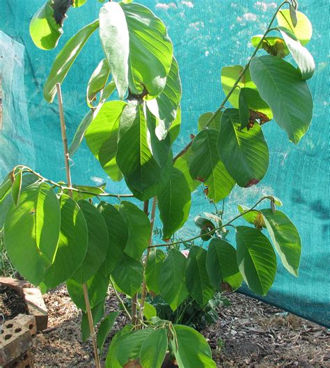 My Edible Fruit Trees: Cherimoya Trees