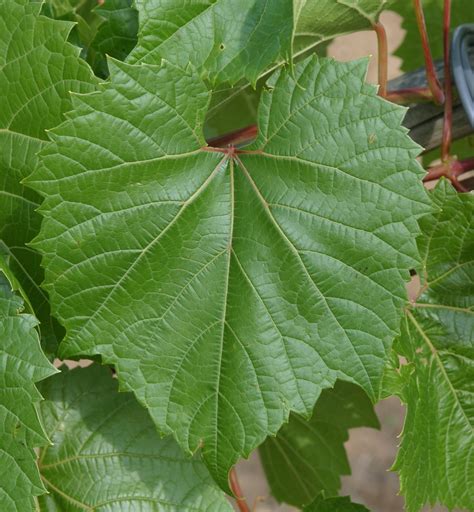 Vitis riparia (Frost Grape, Riverbank Grape, Wild Grape) | North Carolina Extension Gardener ...