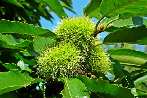 Chestnut Planting Tips