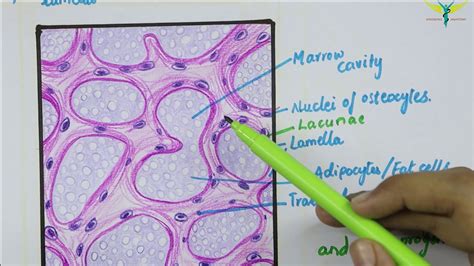 Histology of Spongy Bone - YouTube