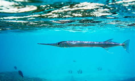 Needlefish Pictures - AZ Animals