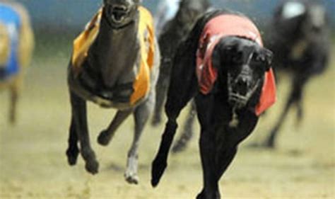 Greyhounds: Tips and Results | Other | Sport | Express.co.uk