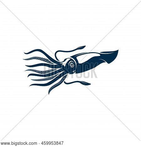 Squid Isolated Vector & Photo (Free Trial) | Bigstock