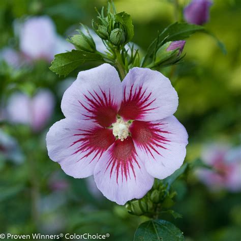 Orchid Satin® - Rose of Sharon - Hibiscus syriacus | Proven Winners