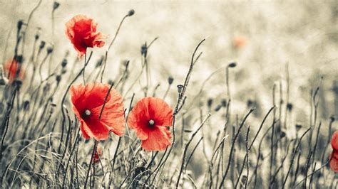 Poppy Flower Wallpaper (63+ images)