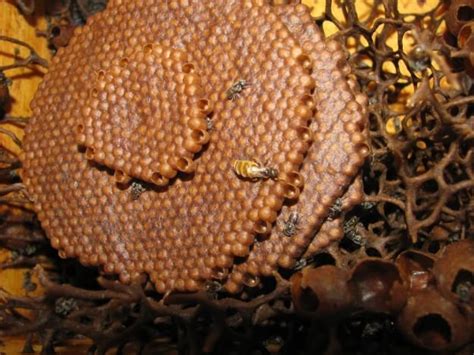 Found on Bing from mexicanfoodproducts.us melipona stingless bees in 2021 | Bee keeping ...