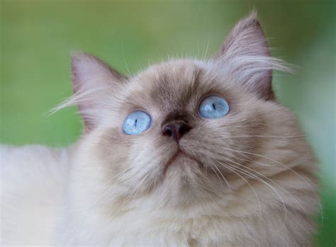 What Colors Can Himalayan Cats Be? | Litter-Robot